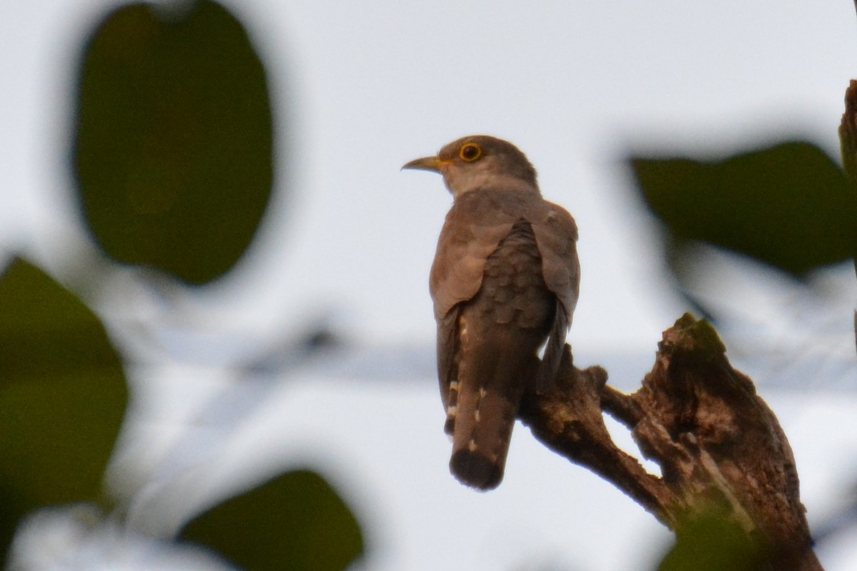 Common Hawk-Cuckoo - ML620733889