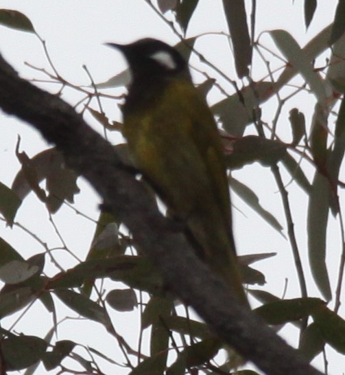 White-eared Honeyeater - ML620733898