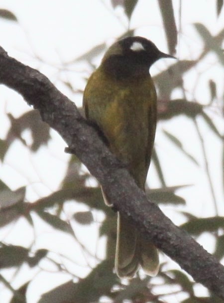 White-eared Honeyeater - ML620733899