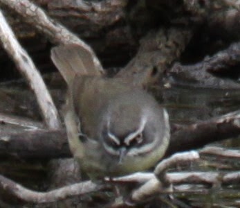 White-browed Scrubwren - ML620733905