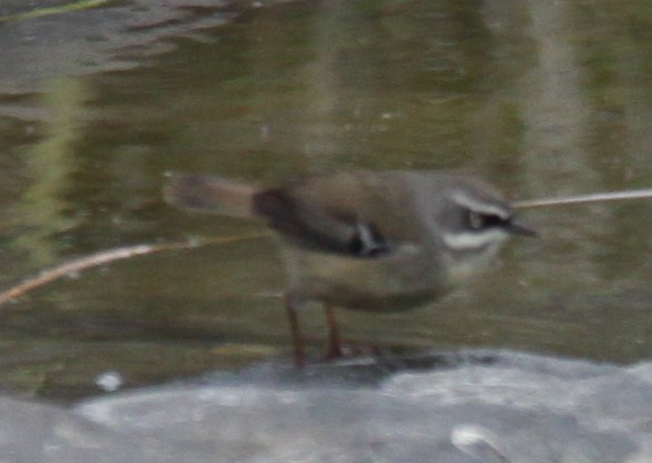 White-browed Scrubwren - Richard Shirky