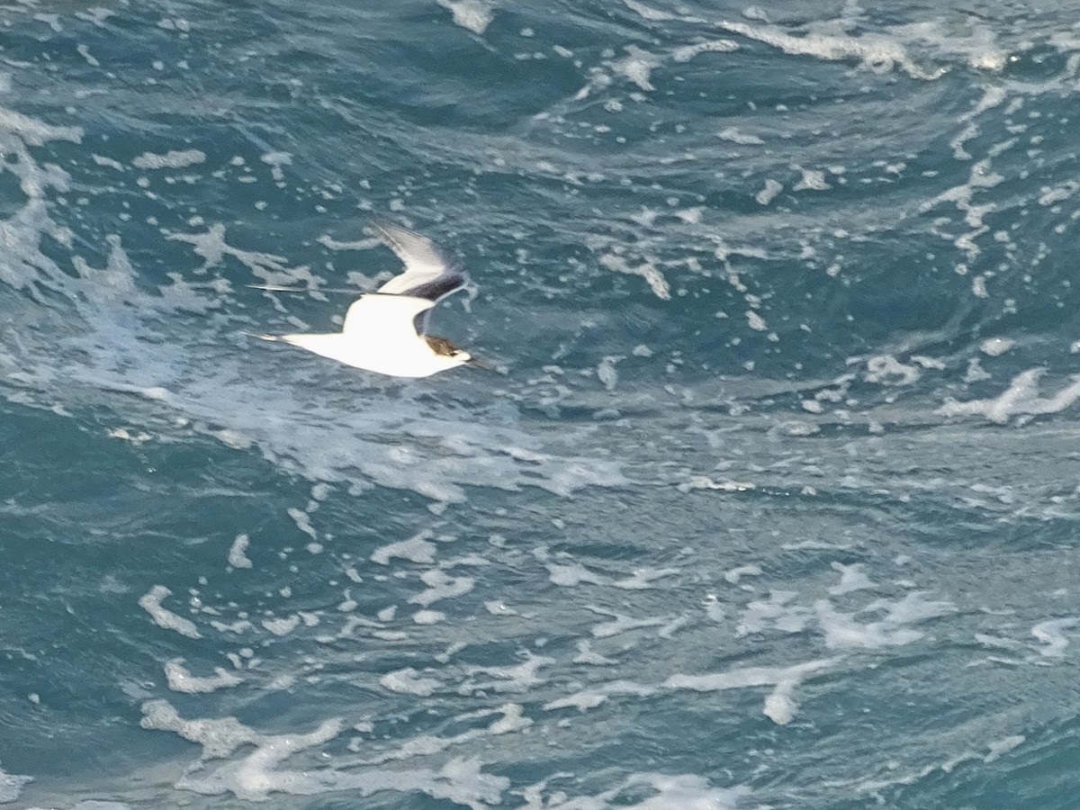 White-fronted Tern - ML620733907