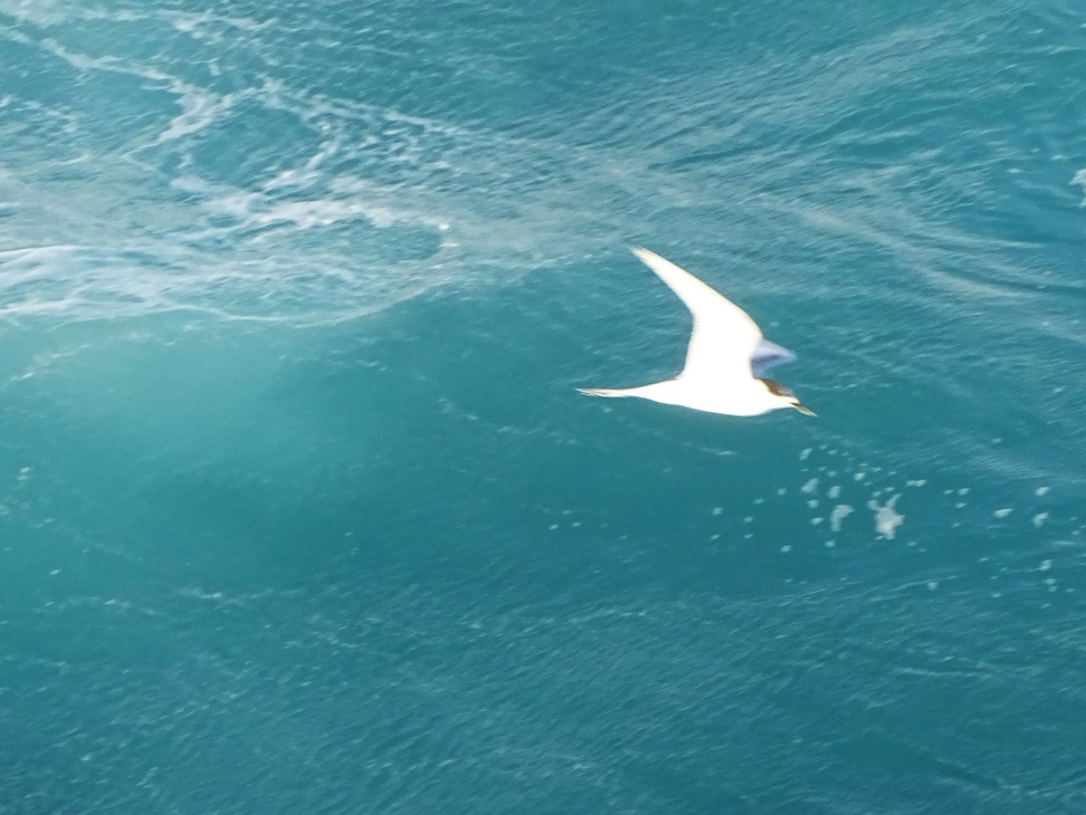 White-fronted Tern - ML620733909