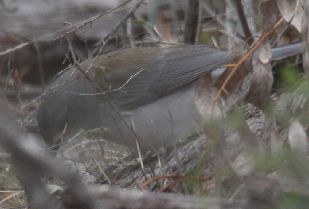 Gray Shrikethrush - ML620733910