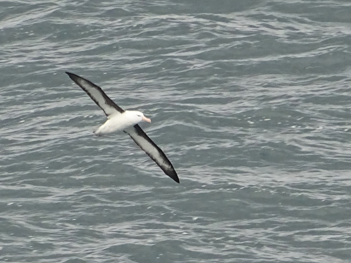 Black-browed Albatross - ML620733911