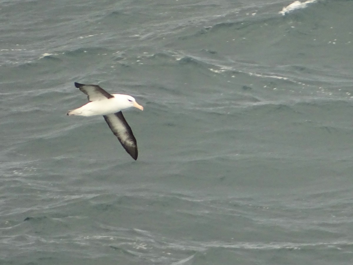 Black-browed Albatross - ML620733912