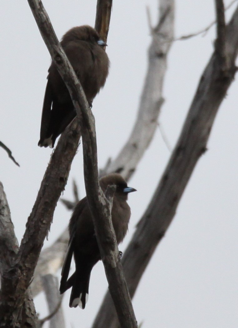 Dusky Woodswallow - ML620733913