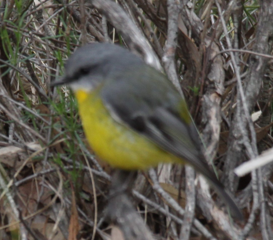 Eastern Yellow Robin - ML620733917