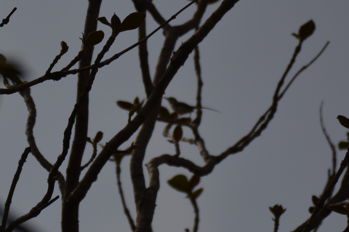 Common Tailorbird - Anand Ayyagari