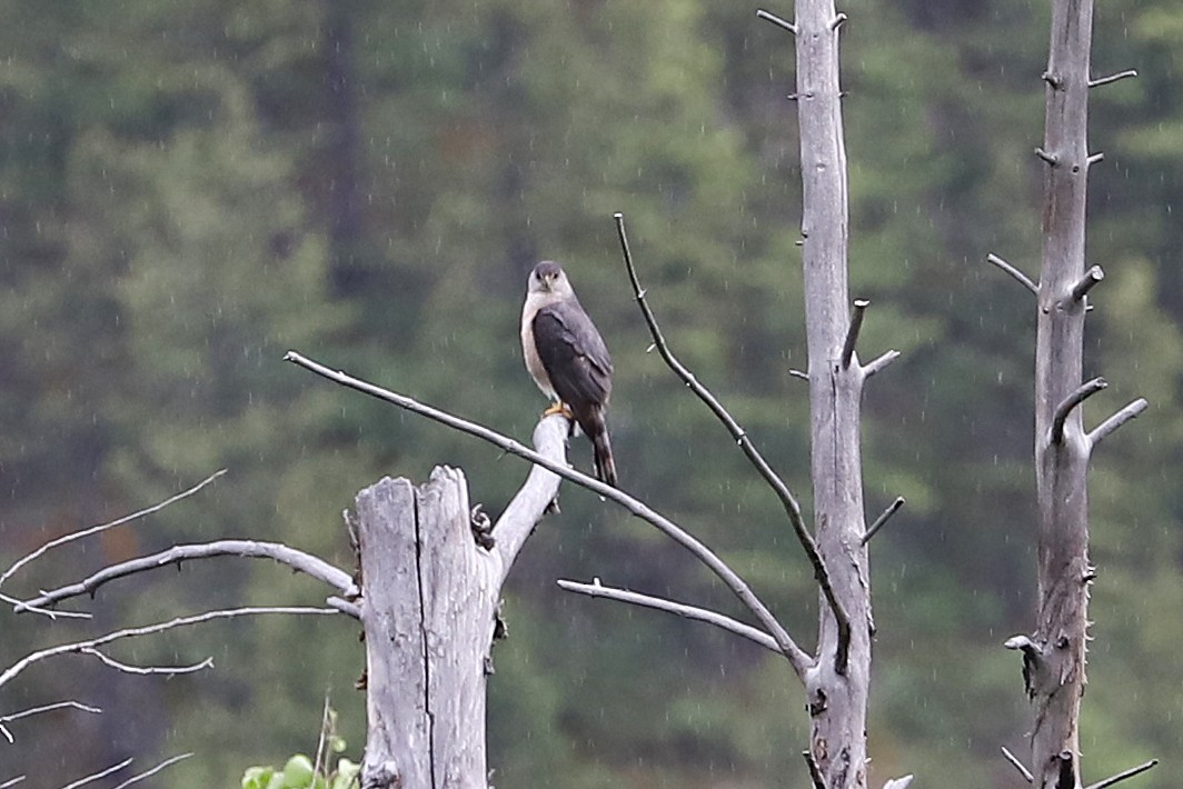 Cooper's Hawk - John L