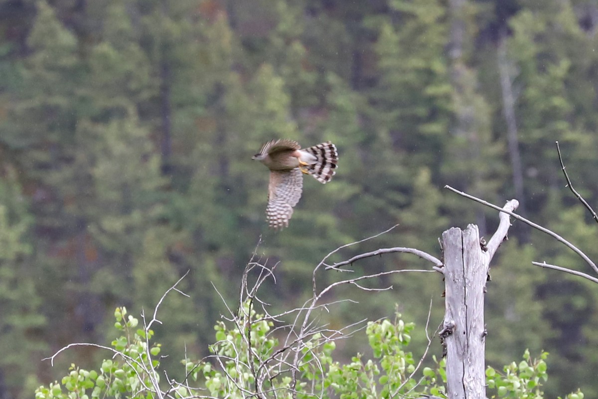 Cooper's Hawk - ML620733928