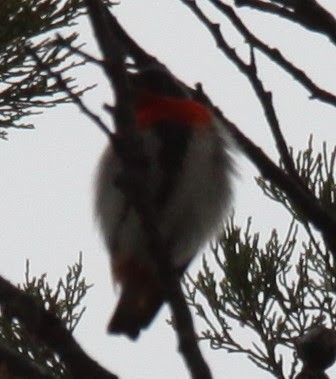 Mistletoebird - ML620733929