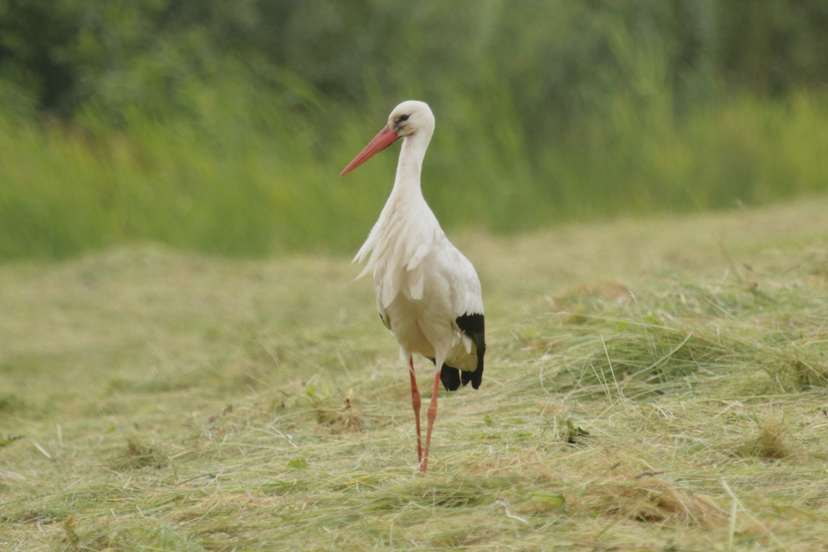 White Stork - ML620733934