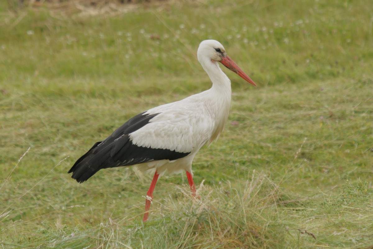 White Stork - ML620733935