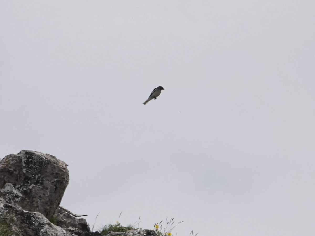 White-winged Snowfinch - ML620733937