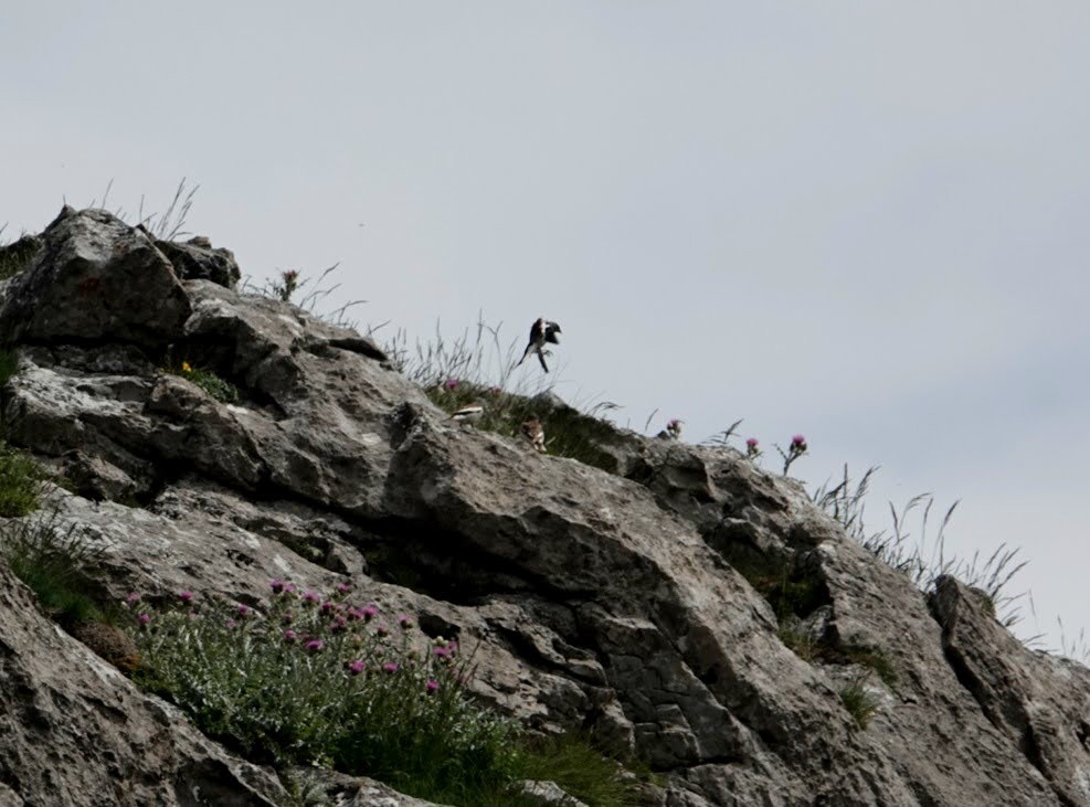 White-winged Snowfinch - ML620733938