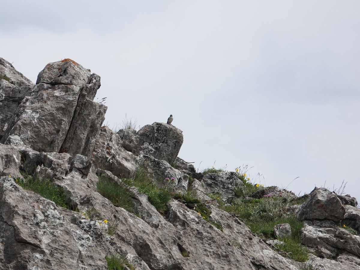 White-winged Snowfinch - ML620733939