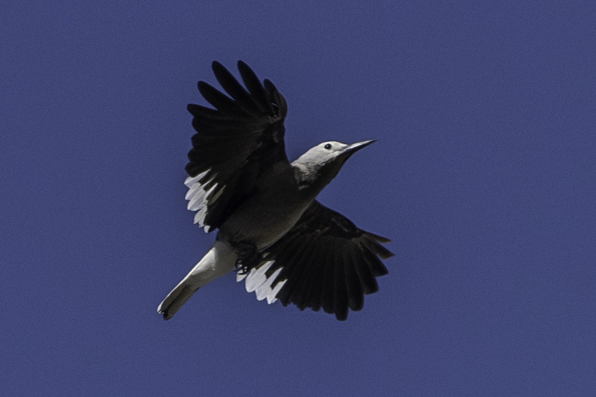 Clark's Nutcracker - ML620733940