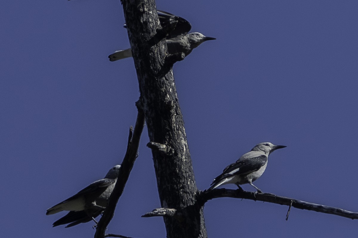 Clark's Nutcracker - ML620733941