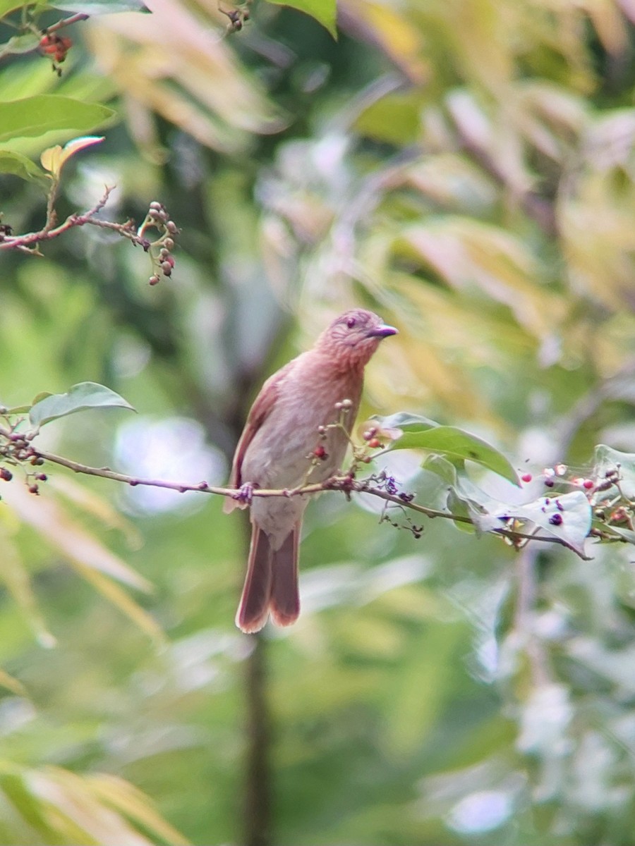 Philippine Bulbul - ML620733942