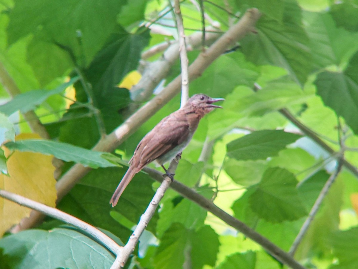 Bulbul des Philippines - ML620733943