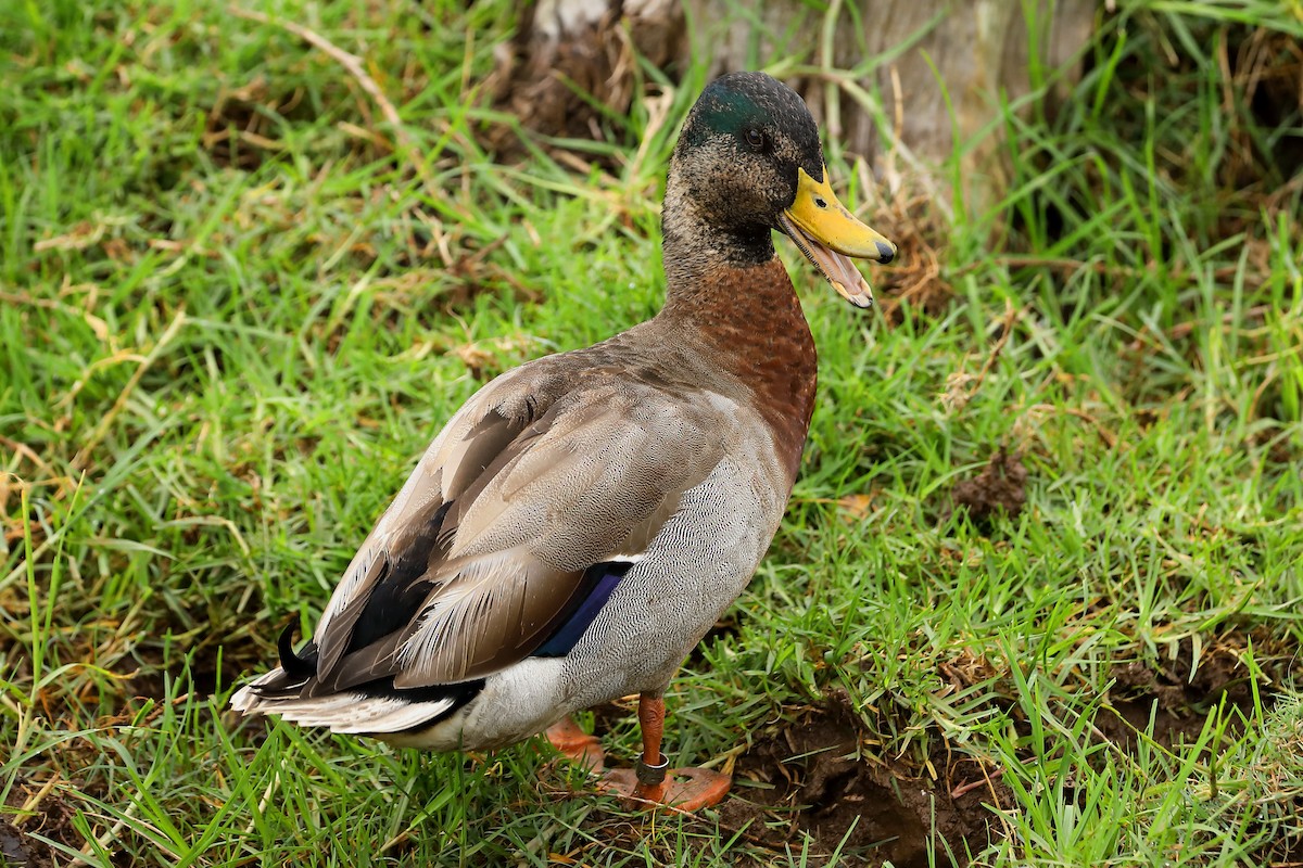 Canard colvert (forme domestique) - ML620733945