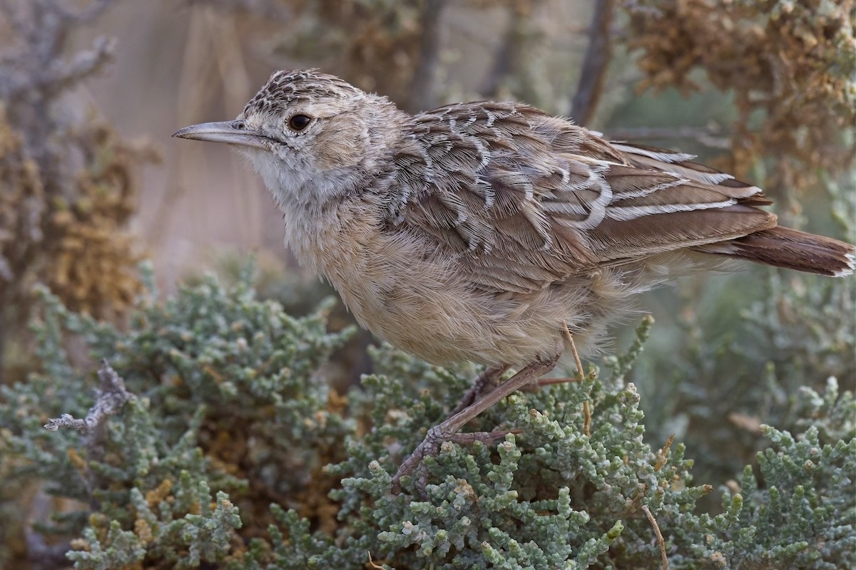 Alouette éperonnée (groupe albofasciata) - ML620733947