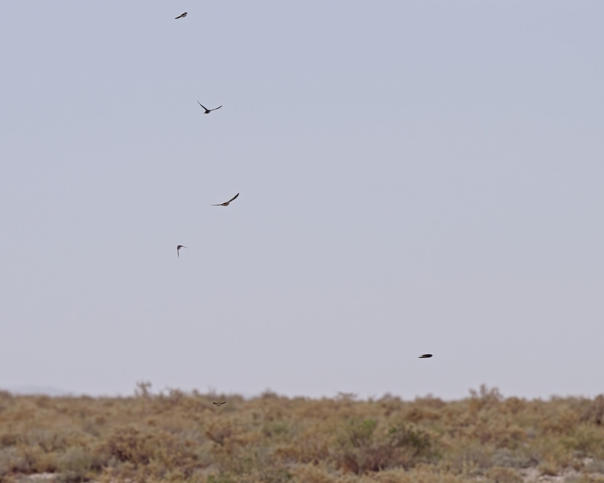 Barn Swallow - Paul McDonald