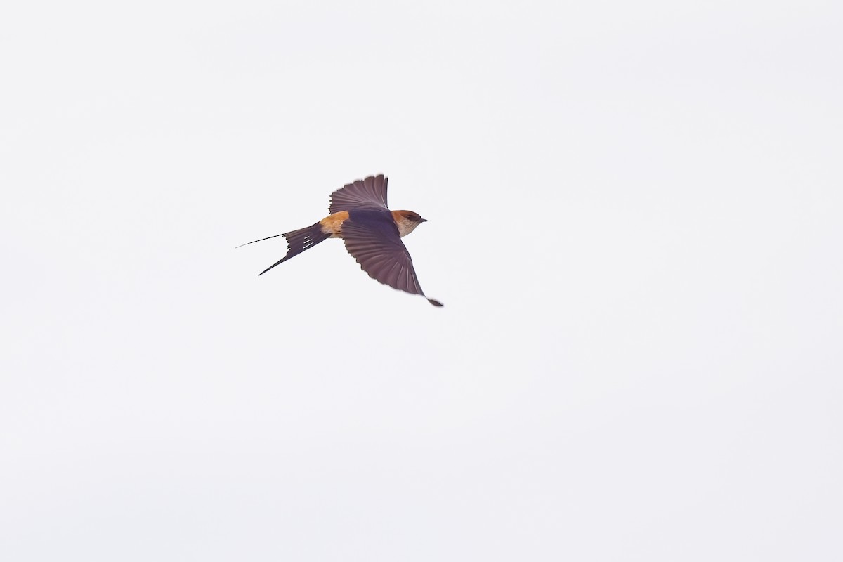 Greater Striped Swallow - ML620733951