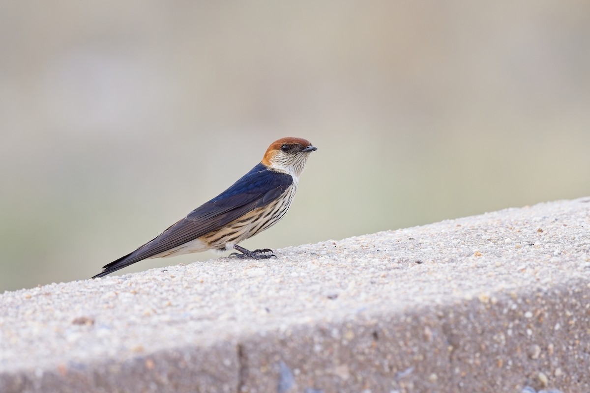 Greater Striped Swallow - ML620733952