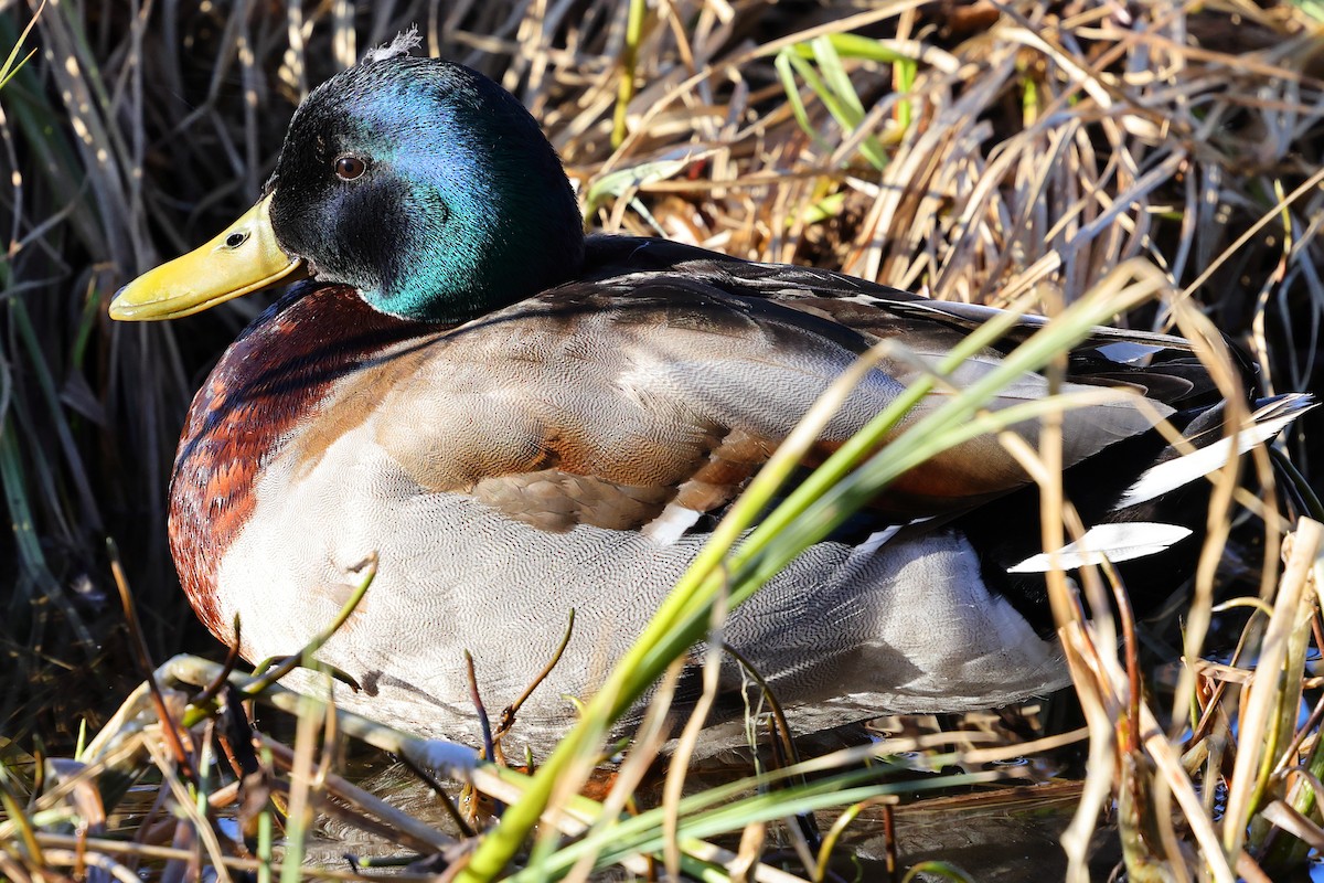 Mallard - ML620733953