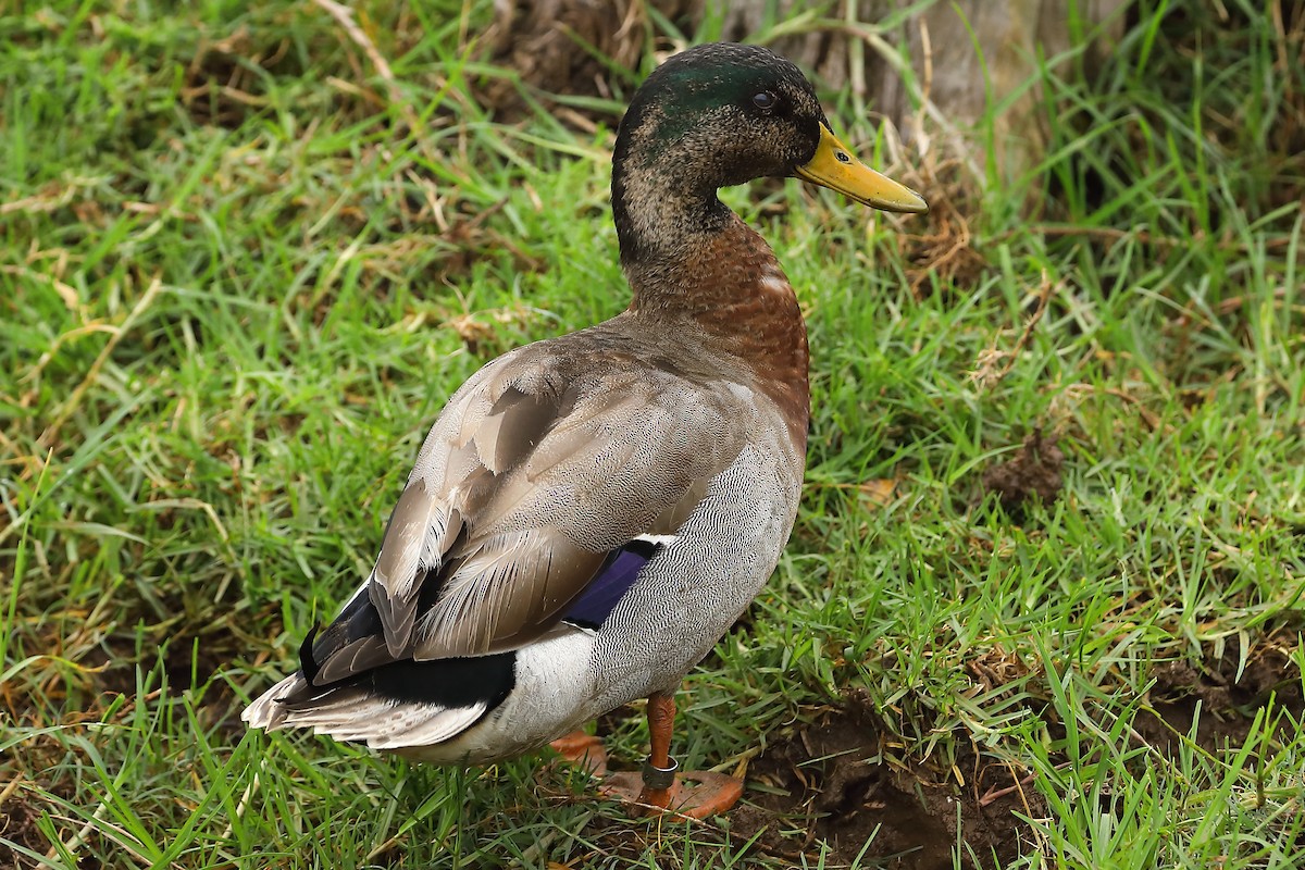 Mallard (Domestic type) - ML620733954