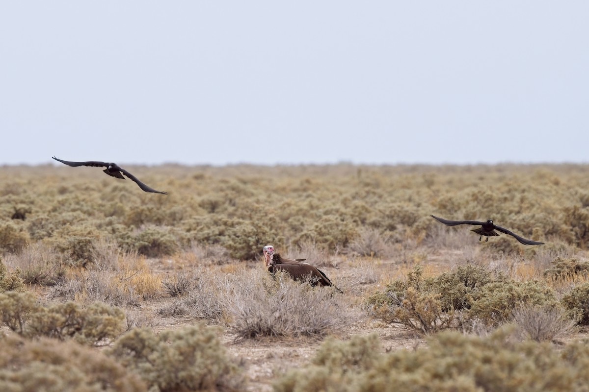 Lappet-faced Vulture - ML620733955