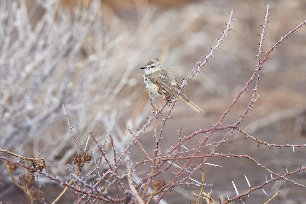 Black-chested Prinia - ML620733965