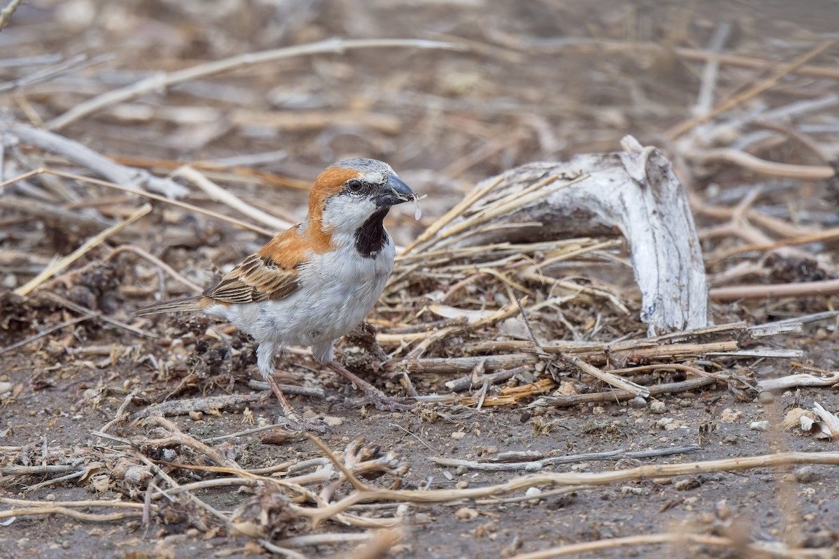 Great Rufous Sparrow - ML620733968