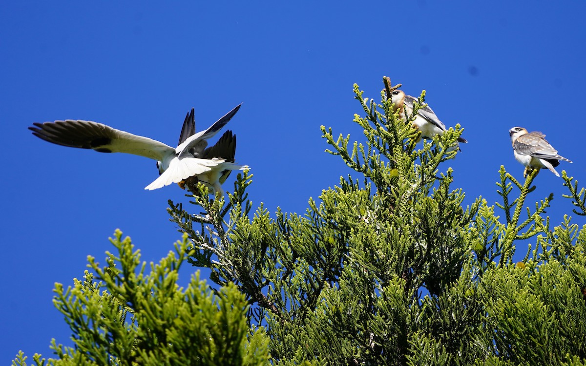 Black-shouldered Kite - ML620733969