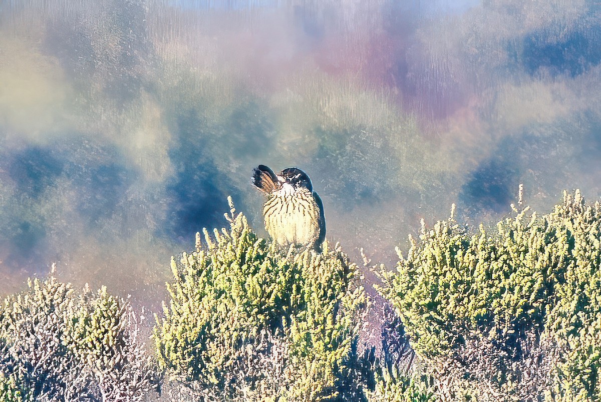 Striated Fieldwren - ML620733970