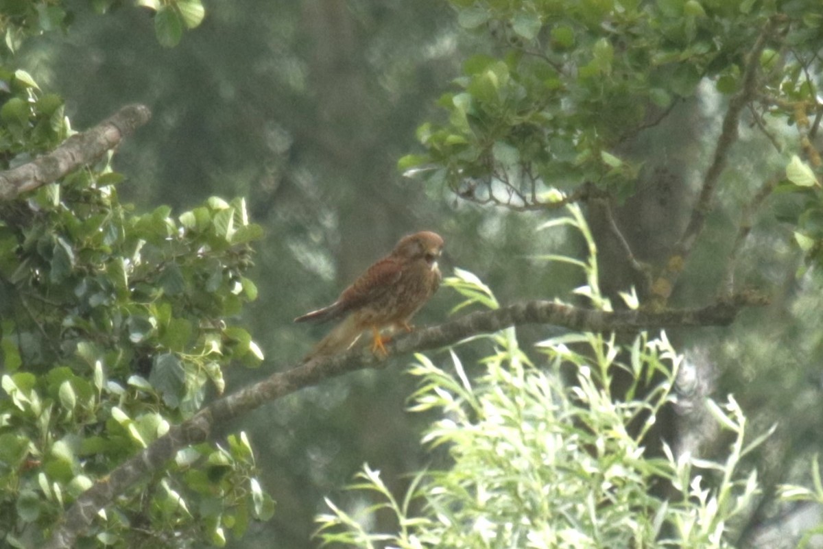 Eurasian Kestrel - ML620733971