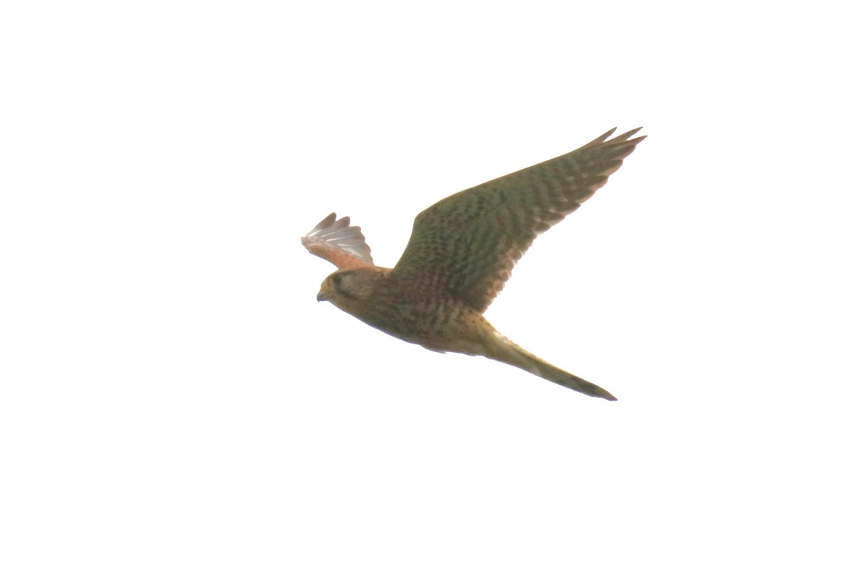 Eurasian Kestrel - ML620733972