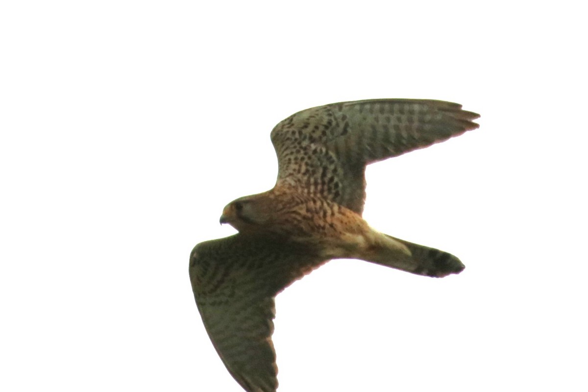 Eurasian Kestrel - ML620733973