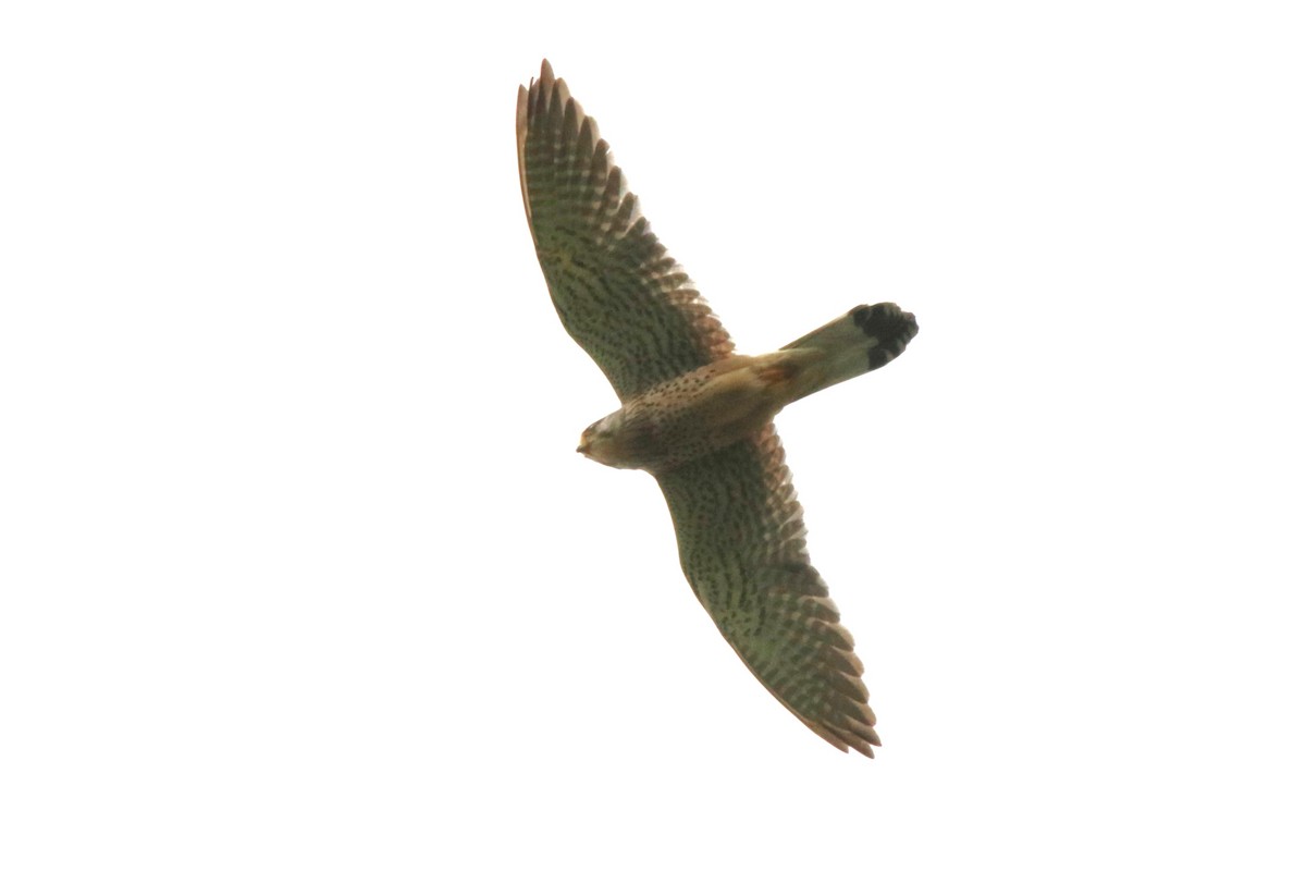 Eurasian Kestrel - ML620733974