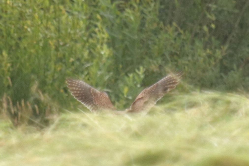 Eurasian Kestrel - Jan Roedolf