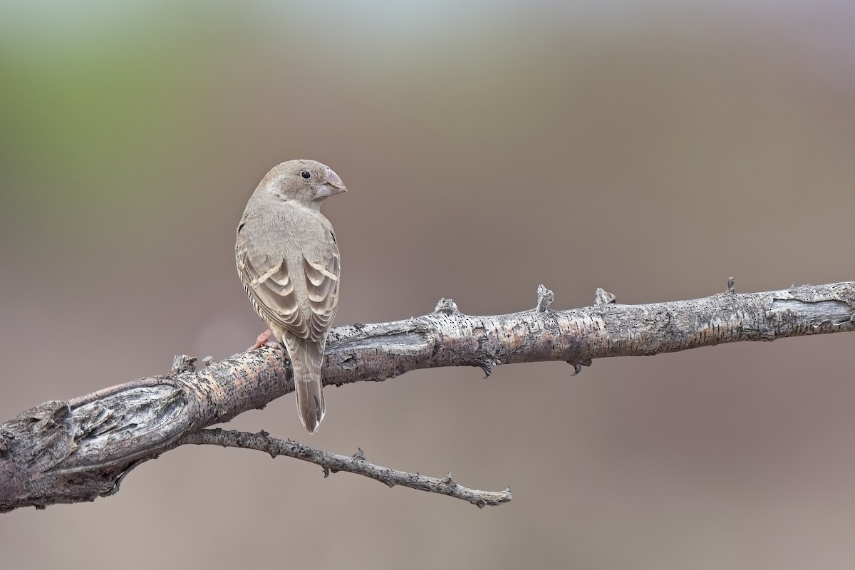 Red-headed Finch - ML620733976