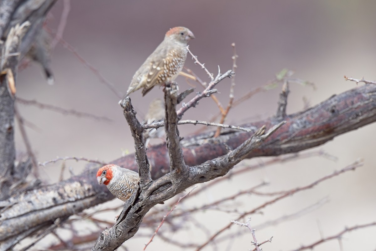 Red-headed Finch - ML620733977