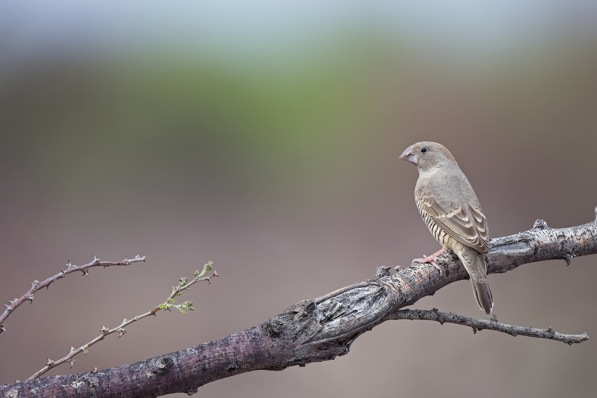 Red-headed Finch - ML620733978