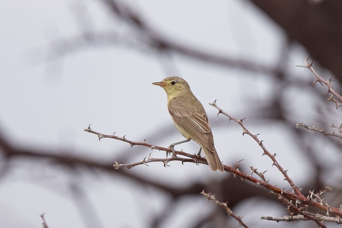 Willow Warbler - ML620733979