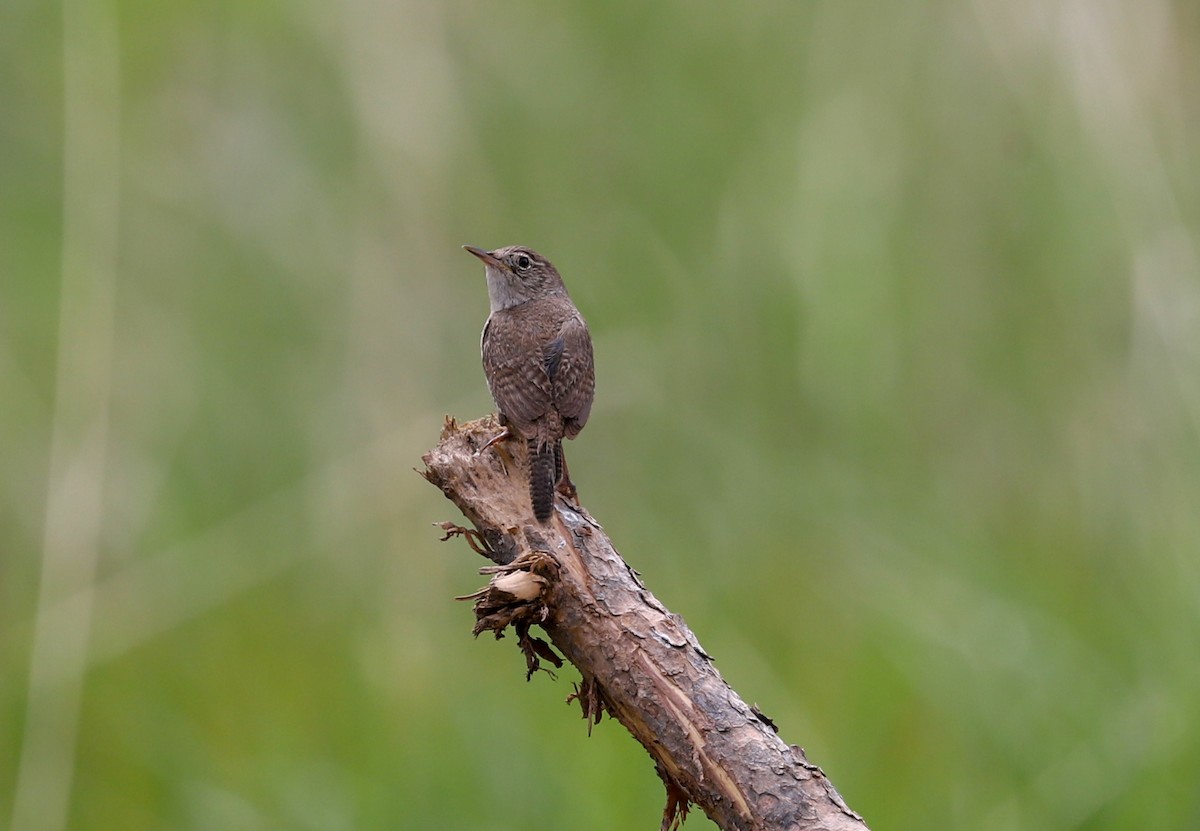 House Wren - John L