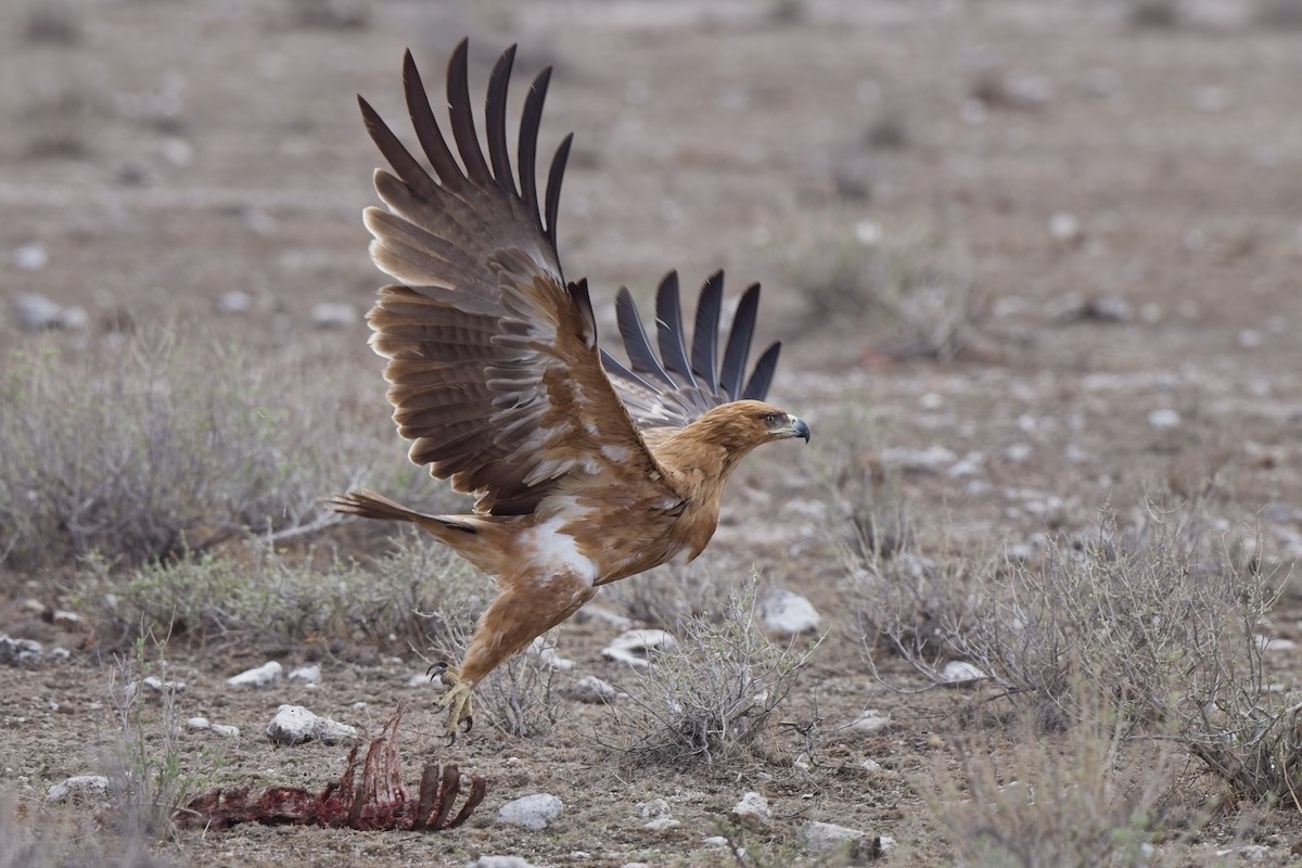 Tawny Eagle - ML620733982