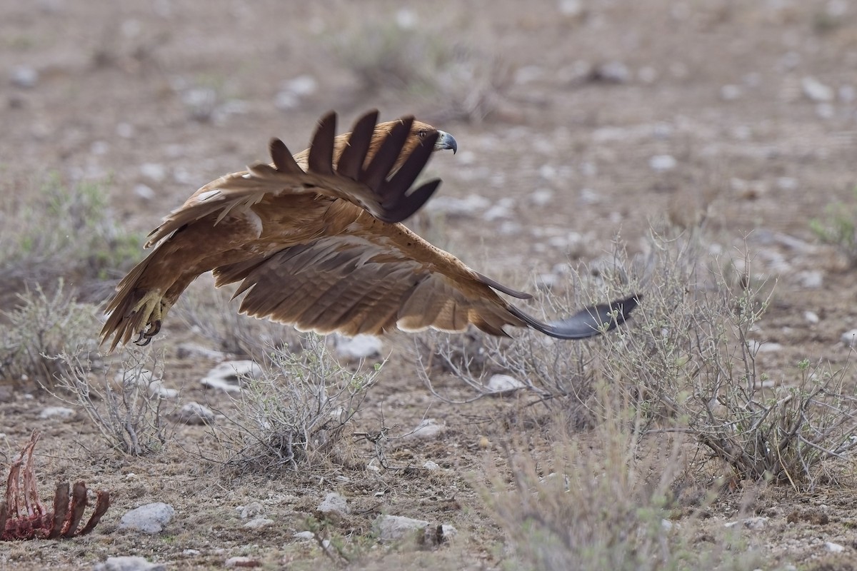 Águila Rapaz - ML620733983