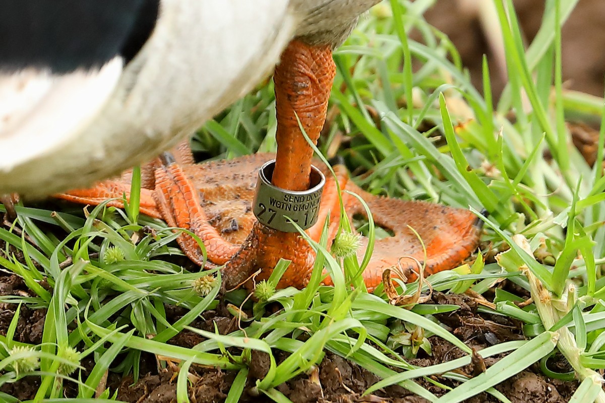 Mallard (Domestic type) - Peter Kyne